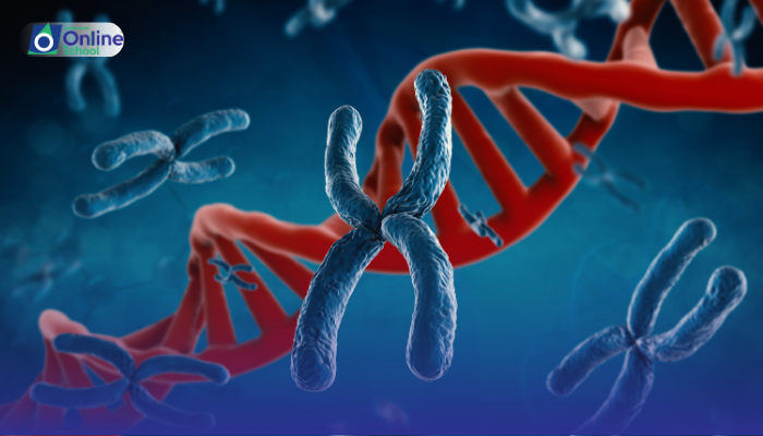 Lesson 36: Description of Sex-Influenced and Sex-Limited Traits with Examples from Human Genetics
